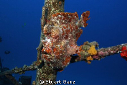 Red frog fish on the "Deep LCU" wreck off Oahu's west side. by Stuart Ganz 